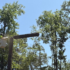 Multiple-Tree-Removals-in-Stevensville-MD 4